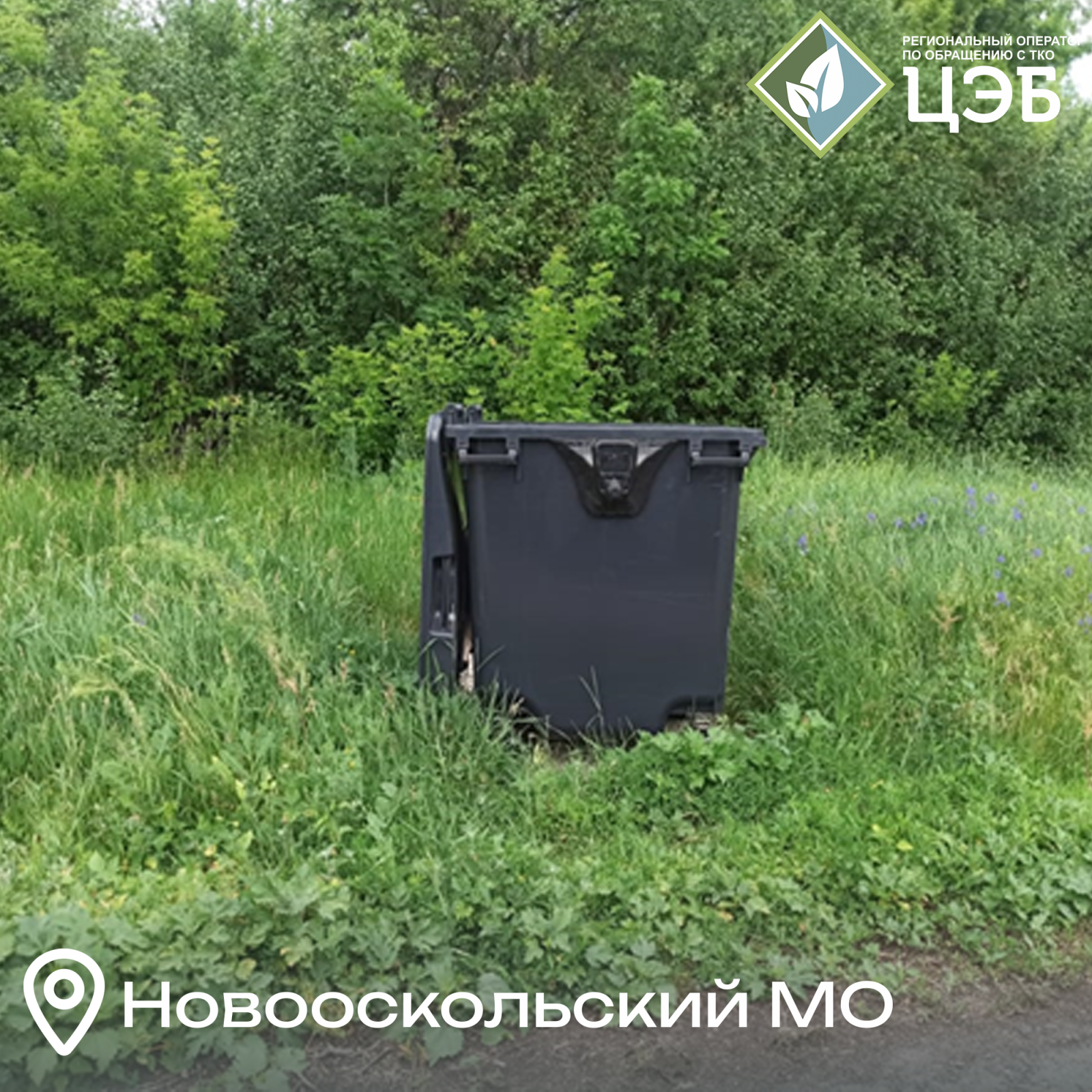 «во поле берёзка стояла»: о сельских проблемах с контейнерами для тко