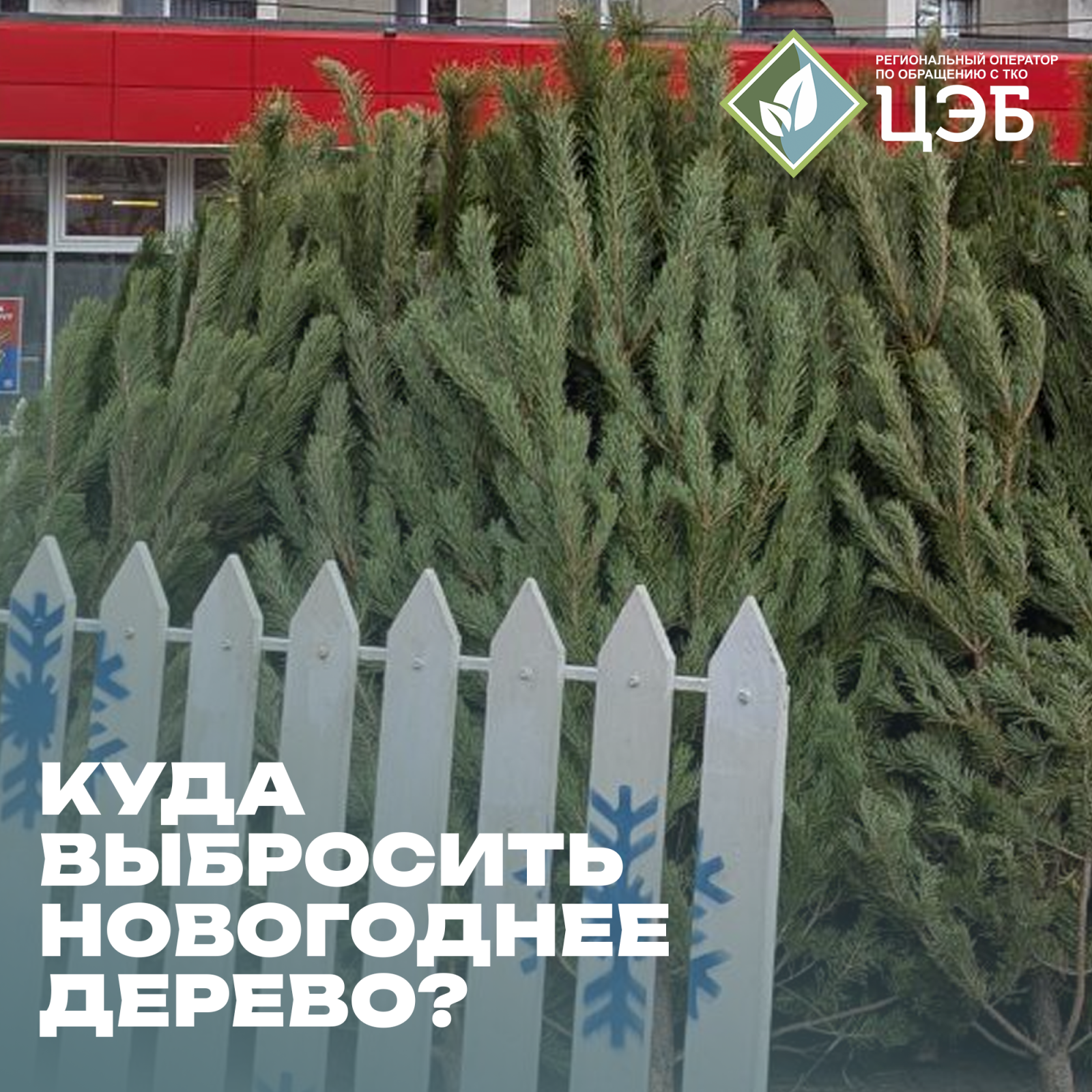 куда выбросить новогоднее дерево?